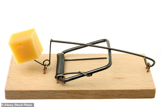 Besserer Köder: Machen Sie sich nicht die Mühe, Käse in Ihren Fallen zu verwenden. Mäuse bevorzugen wirklich Schokolade oder Erdnussbutter