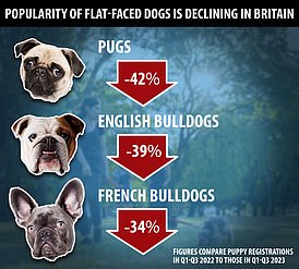 In recent years, vets have raised serious concerns for these breeds' safety and have urged potential owners not to buy them. Now, figures published by The Kennel Club suggest that their pleas may have finally been heard, with flat-faced dogs declining in popularity in Britain by a third in 2023