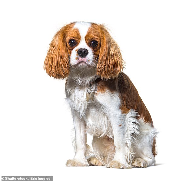 The cavalier King Charles spaniel is known to be particularly susceptible to spinal problems and heart issues - the result of generations of inbreeding.