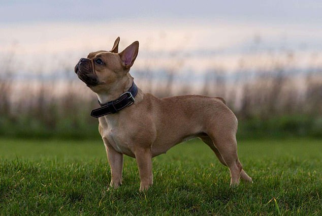 Lily's mother Yara has more of a typical French bulldog shape, but her snout is longer than average
