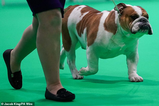 The English bulldog, another brachycephalic breed, faces similar breathing issues as the French bulldog.
