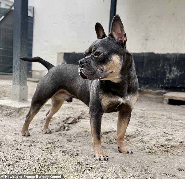 Käpt¿n is the third generation of descendants from a French bulldog who was bred with an American Staffordshire terrier