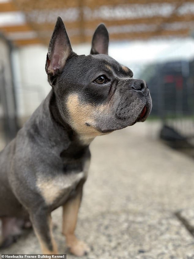 Scientists argue that to make French bulldogs healthy again, they need to have some new genetics brought in from other dog breeds. This individual is part American Staffordshire terrier