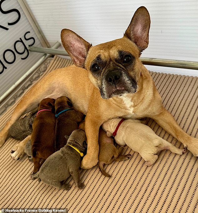 Lily nurses the next generation of Hawbucks French bulldog puppies. These dogs contain American Staffordshire terrier DNA.