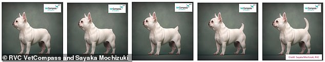 This AI-generated series of images offers a look at what French bulldogs could look like with some careful breeding to introduce healthier traits. At far left is what the breed looks like now, with a short nose and short spine and short legs. At far right is what it could look like in just a few generations of careful breeding.