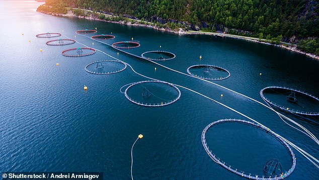 Lachs wird oft in großen Industriebetrieben wie dieser Fischfarm in Norwegen gezüchtet, wo die Fische in großen kreisförmigen Netzen leben