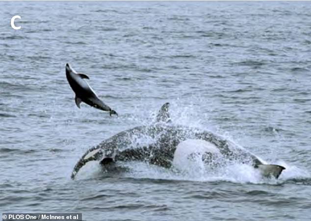 A killer whale tosses a Pacific white-sided dolphin into the air. The whales would often hunt these dolphins by coming from underneath and flipping them out of the water.