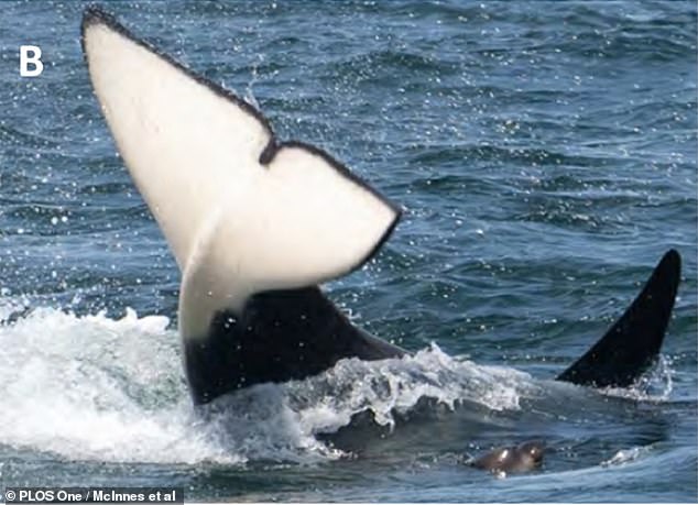 A male transient killer whale slaps its tail down on the water, in an attempt to stun a young elephant seal.