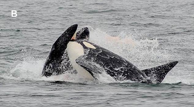 After the killer whales separated the calf from its mother, an adult male rammed it with its head to stun the calf.