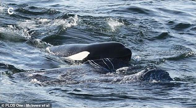 After stunning the grey whale calf, the killer whales submerged the calf and drowned it by holding it down with their own bodies.