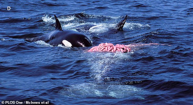 After killing the calf, the killer whales fed on the calf's lower jaw and tongue, its intestines visible above the water and its tail visible below the water's surface at the bottom of the photo