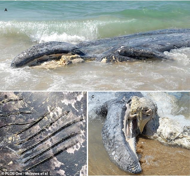 This deceased grey whale calf was found on the beach in 2011. The day before, scientists had seen a group of killer whales attacking it in Monterey Bay. A and C show the animal's missing jaw, and B shows the parallel slashes made by killer whale teeth.