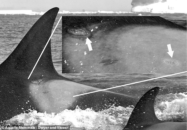 Cookie cutter marks on a killer whale indicate that it spends significant time out in the open ocean - where the cookie cutter shark lives.