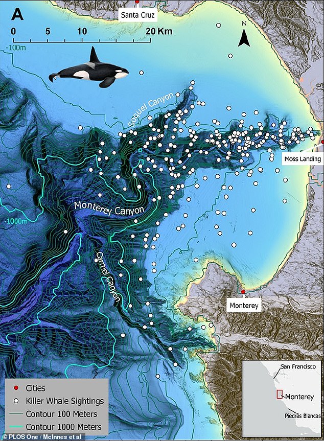 The 'transient' killer whales actually tended to hunt in the same area over the years, especially favoring the waters of the Monterey Canyon, an underwater canyon system that is ideal habitat for the animals eaten by the killer whales' prey.