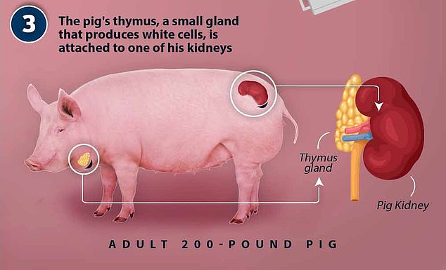 Der Schweinethymus, eine kleine Drüse, die weiße Blutkörperchen produziert, ist an einer seiner Nieren befestigt