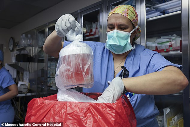 Dieses Bild zeigt eine Krankenschwester im Krankenhaus, die vor der Transplantation die Schweineniere aus ihrer Schachtel nimmt