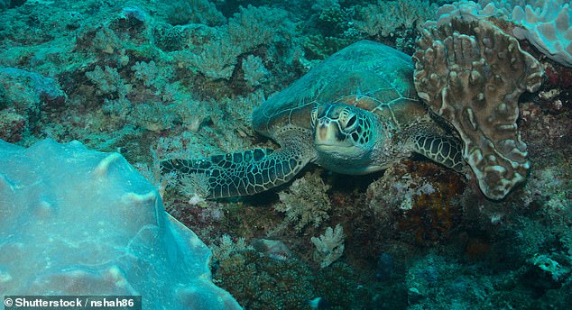 Das Gebiet ist ein Brutplatz für gefährdete Meeresschildkröten wie die hier im Watamu Marine National Park abgebildete