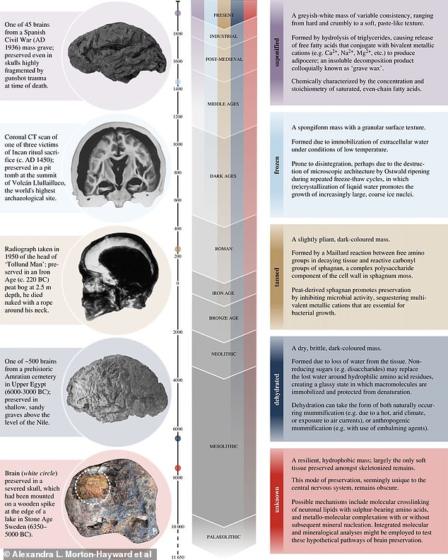 Diese Tabelle zeigt die fünf Hauptarten der Gehirnkonservierung: Verseifung, Einfrieren, Bräunung, Dehydrierung und „Unbekannt“.  Die Balken in der Mitte zeigen, dass wir von jeder Art der Konservierung umso weniger finden, je weiter wir in die Zeit zurückblicken.