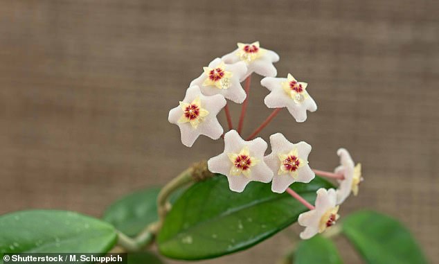Die Spinnen wurden auf einer Hoya pandurata-Blume (im Bild) gefunden. Sie glauben, dass das Männchen die dunklere Mitte nachahmt, während das Weibchen den weißen äußeren Blütenblättern ähnelt