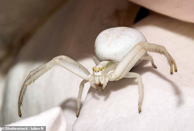 Krabbenspinnen nutzen wie die Blumenkrabbenspinne ihre Tarnung, um in Blütenblätter zu verschwinden, aus denen sie herausspringen und sich jeden besuchenden Bestäuber schnappen können
