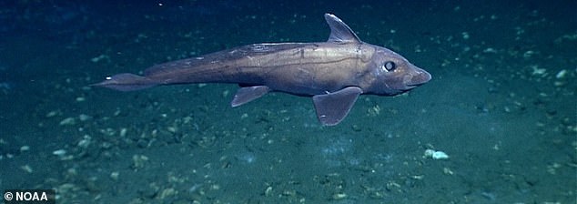 Es wurden Mitglieder der Geisterhai-Ordnung gefunden, die bis zu 1,20 m lang werden, doch Wissenschaftler vermuten, dass sie in manchen Fällen bis zu 1,20 m lang werden können