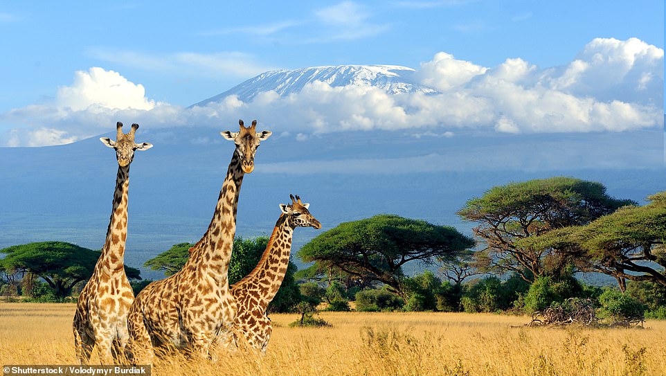 Kenia, das für seine Safari- und Strandurlaubskombinationen beliebt ist, liegt mit einem Gesamtwert von 54,93 £ auf Platz drei