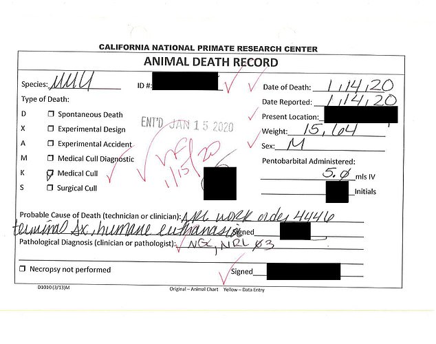 In PCRM's lawsuit against Nueralink, another monkey, dubbed 'Animal 10,' was shipped to Neuarlink's facility in Fremont, California. Pictured above is a death record in the lab notes that marks Animal 10's type of death as 'Medical Cull'