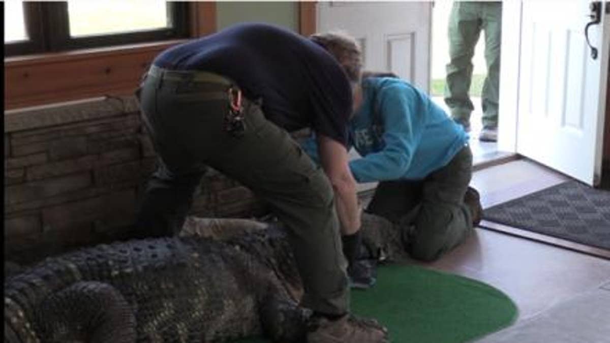 Die Behörden des Staates New York beschlagnahmten einen Haustier-Alligator namens "Albert," von seinem Besitzer in Hamburg, New York.