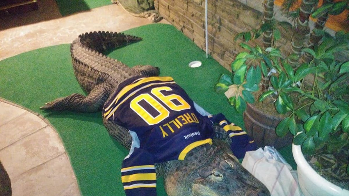 Albert der Alligator trägt sein Sporttrikot