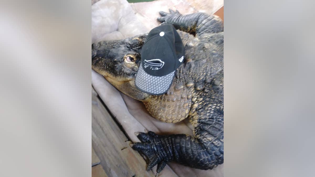Albert der Alligator trägt seinen Buffalo Bills-Hut. 