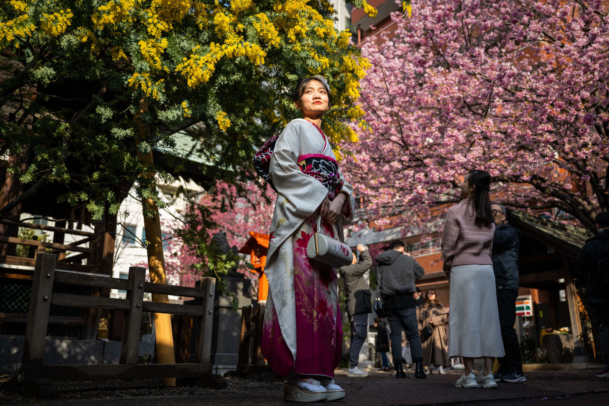 Eine Frau im Kimono posiert vor Mimosen- und Kirschblütenbäumen in Tokio.