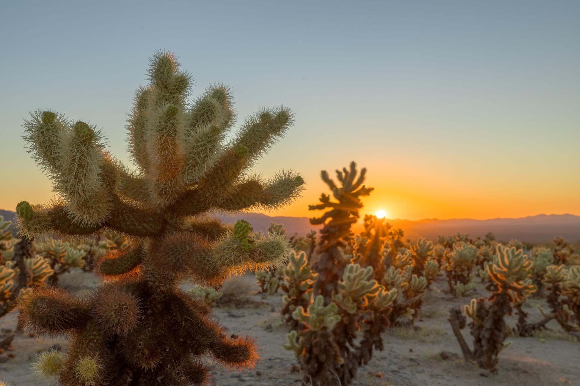 Sonnenaufgang im Cholla-Kaktusgarten.