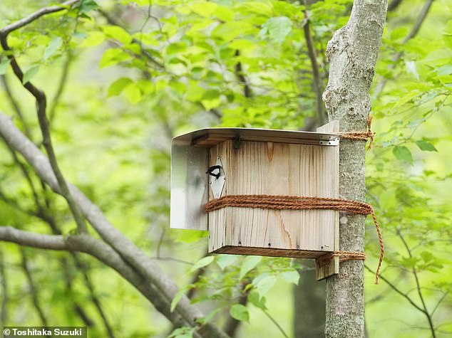 Professor Suzuki und seine Co-Forscherin Norimasa Sugita beobachteten das Verhalten von 16 Vögeln (acht Paare) mit Jungen, die in Nistkästen lebten