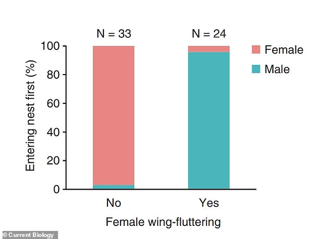 Die Grafik zeigt die Reihenfolge des Nesteintritts (Prozentsatz der Nestbesuche, bei denen jedes Geschlecht zuerst das Nest betrat) im Verhältnis zum Flügelschlag der Weibchen