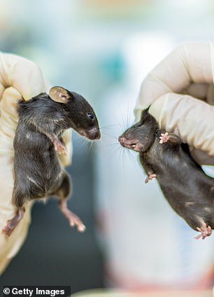 Aufzeichnungen vom August 2021 enthüllten, wie zwei Forscher von einer Maus gebissen wurden, die mit der Chronic Wasting Disease (CWD) und Tuberkulose (TB) infiziert war.