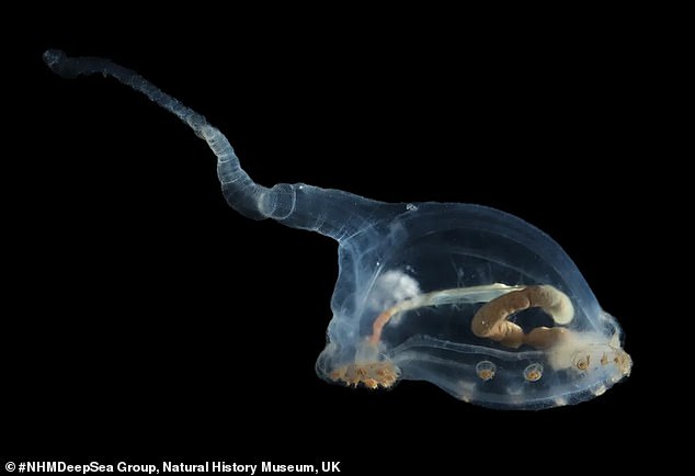 Während das außerirdische und perfekt durchsichtige Seeschwein, auch „Einzigartig“ genannt, bereits in früheren „Meeresboden-Bilduntersuchungen“ fotografiert wurde, war noch keine physische Probe der Art gesammelt worden – und die Kreatur war auch noch nicht in hoher Auflösung fotografiert worden Vor