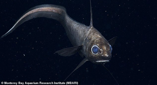 Der Rattail-Fisch mit seinen großen blauen Augen (im Bild) verfügt bekanntermaßen über starke Sinne für die Nahrungssuche in den dunklen Tiefen des Ozeans, wo, wie ein Meeresbiologe feststellt, „die Nahrung so begrenzt ist“.