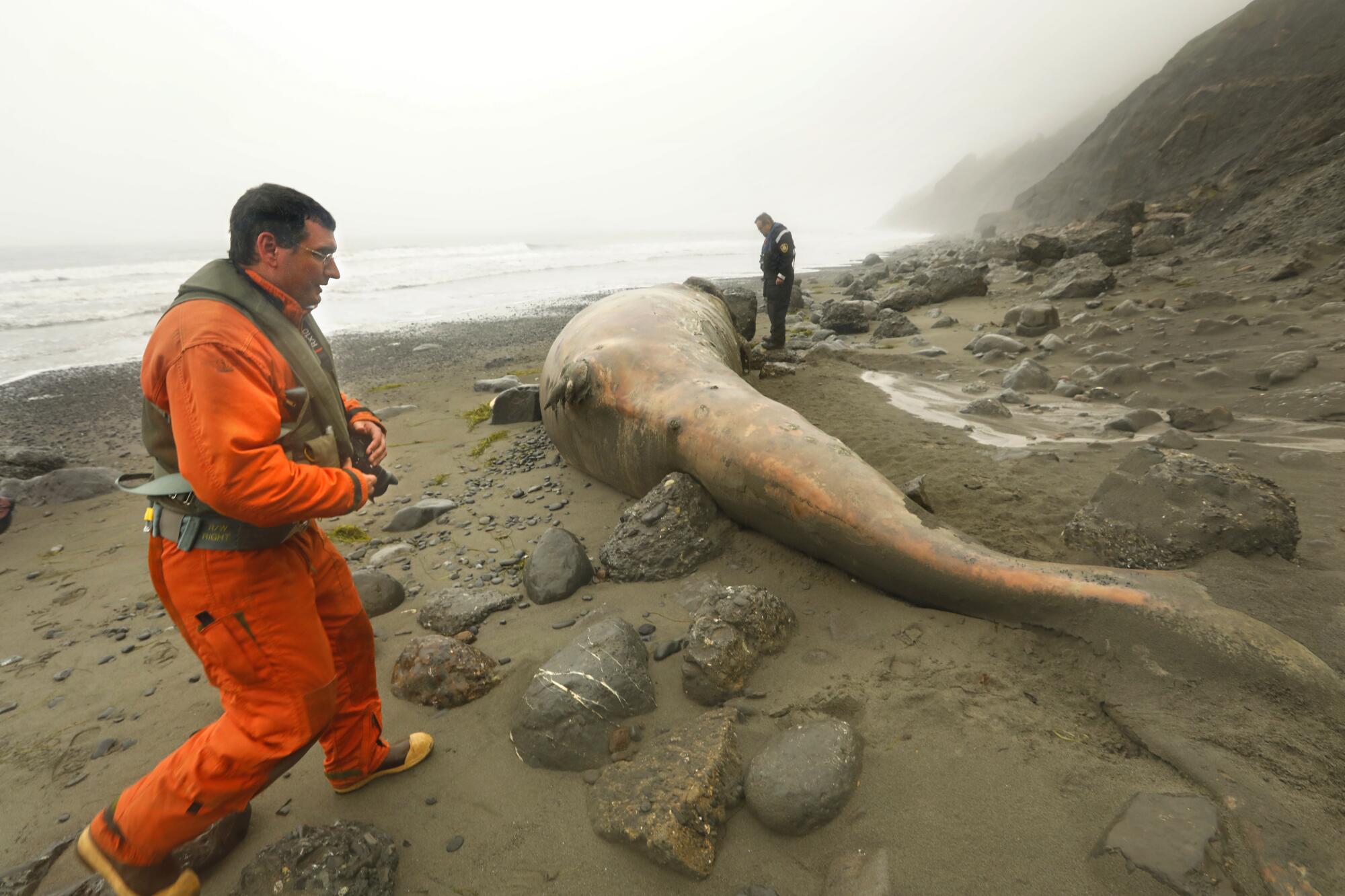 Ein Mann in einem orangefarbenen Fliegeranzug nähert sich einem toten Wal an einer felsigen Küste, während ein anderer Mann zuschaut. 