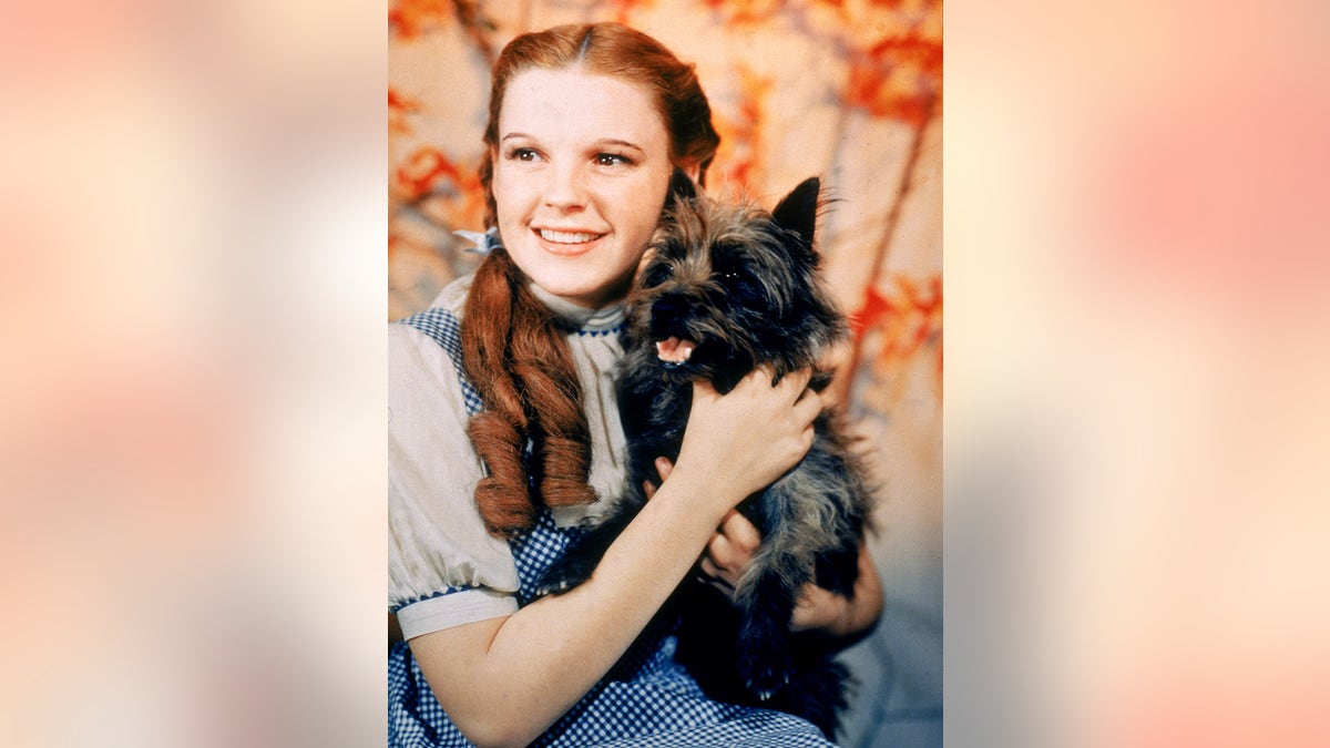 Judy Garland hält Toto in „Der Zauberer von Oz“.