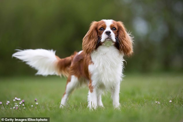 NOW: The Cavalier King Charles spaniel has been called 'one of the unhealthiest dog breeds in the world' that suffers from a 'cocktail' of genetic health issues