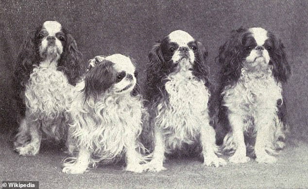 THEN: All Cavaliers and Cavalier mixes originate from just six Cavalier King Charles spaniels who were inbred to restart the breed after World War II. Pictured, King Charles Spaniel from 1915