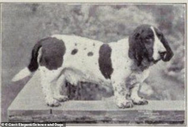 Prior to human interruption, this dog had shorter ears, a less droopy face and a curve in its back