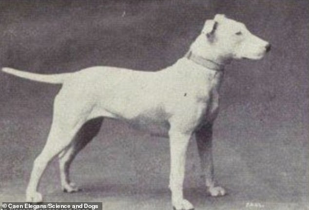 THEN: The Bull Terrier was once a handsome and in-proportion, this photo from about 100 years ago shows