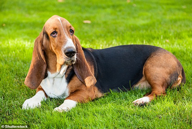 NOW: Basset Hounds have excess skin and ear length, both of which can lead to skin fold dermatitis (inflammation of the skin) or hair loss or scarring