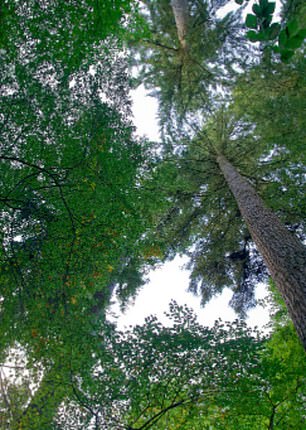 Reelig Glen in der Nähe von Inverness ist heute mit einer Höhe von 217,10 Fuß (66,4 m) der höchste Baum Großbritanniens.  OS-Grid-Referenz: NH 55727 42941