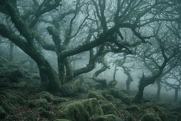 Erleben Sie den faszinierenden Wistman's Wood, einen gemäßigten Regenwald im atemberaubenden Dartmoor-Nationalpark in Devon.  OS-Grid-Referenz: SX 61447 77874