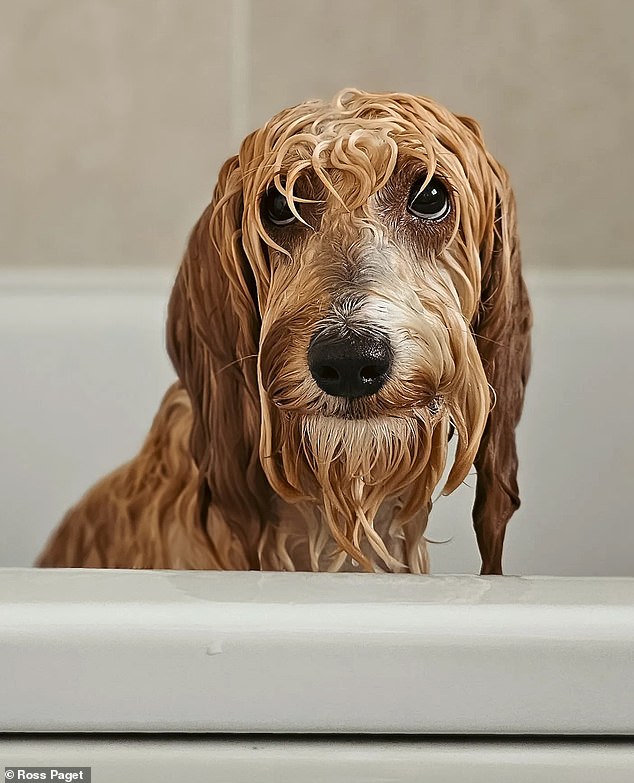 Dieses Foto zeigt einen entzückenden Hund beim Baden und gewann bei den Mobile Photography Awards die Kategorie „Haustier“.  Es wurde in Schottland von Ross Page aufgenommen, der das Bild mit dem Titel „Bath Night“ mit einem Samsung S23 Ultra aufnahm
