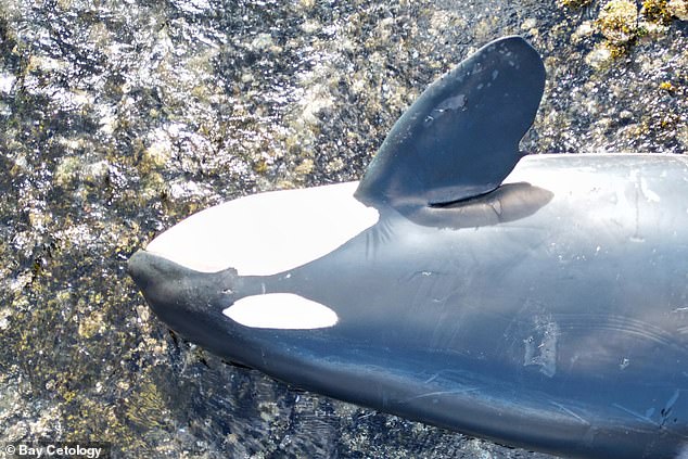 Die Mutter des jungen Wals, Spong, starb, nachdem sie im seichten Wasser vor der Westküste von Vancouver gefangen war