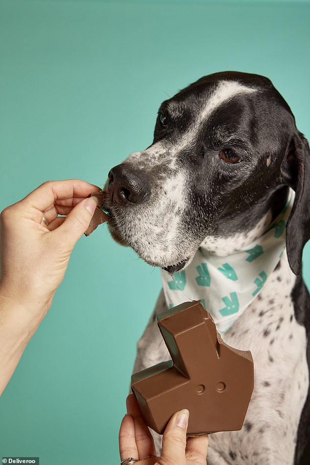 Pünktlich zu Ostern bringt Deliveroo Deliver-Woof auf den Markt, ein hundefreundliches Schokoladenei in limitierter Auflage – hergestellt aus 100 % natürlichen, hundesicheren Zutaten
