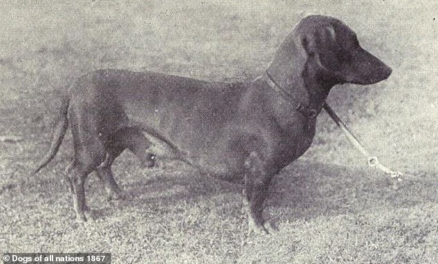 DAMALS: Dieses Bild zeigt einen Dackel von vor etwa 100 Jahren.  Der Körper des Dackels ist im Laufe der Zeit länger geworden und hat gedrungenere, gebeugte Beine